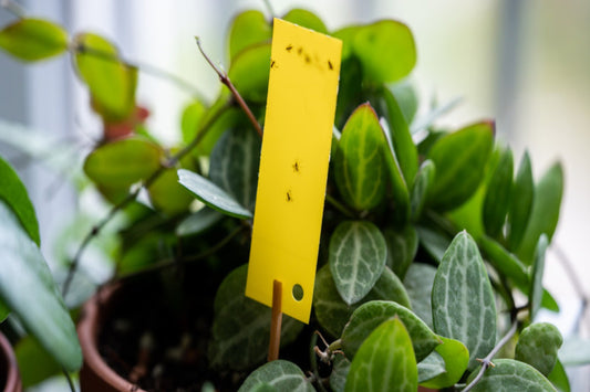 Yellow sticky trap catching pests among green houseplant leaves