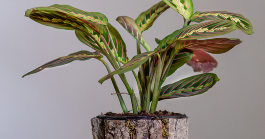 Red Prayer plant in a small wooden pot, a table-height plant a host can set out