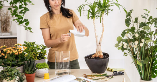 Fertilizing 101 guide showing healthy houseplant foliage ready for summer feeding