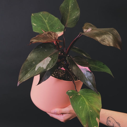 Rare Philodendron Pink Princess with pink variegated leaves for sale online