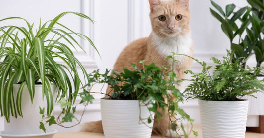Ginger cat sitting behind pots of cat-friendly houseplants on a wooden shelf
