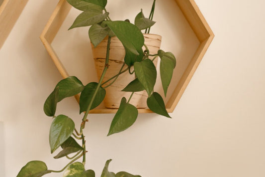 Pothos trailing from a wooden hexagon shelf against a warm pale wall
