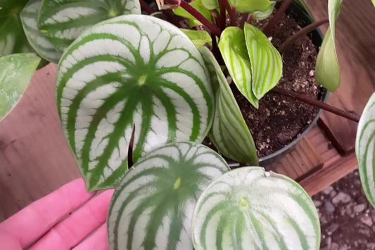 Watermelon Peperomia Care Guide: Everything You Need to Know