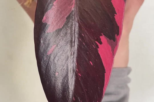 Philodendron Pink Princess vivid pink and green variegated leaves