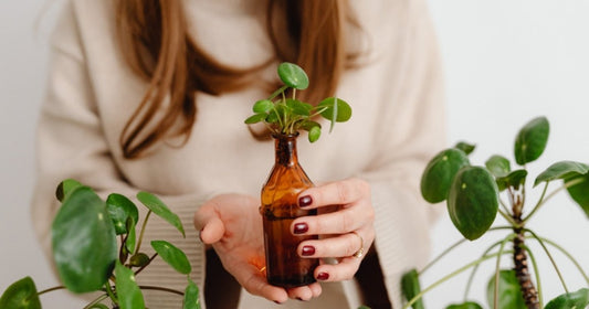 Hands holding a Pilea peperomioides pup rooting in a small amber bottle