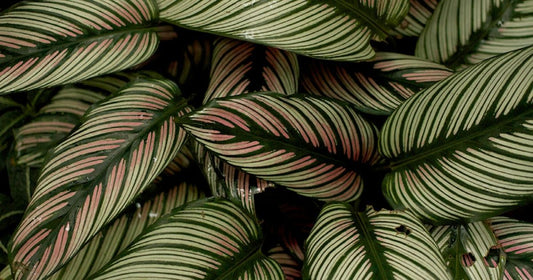 Pink and white striped calathea leaves, healthy and unmarked
