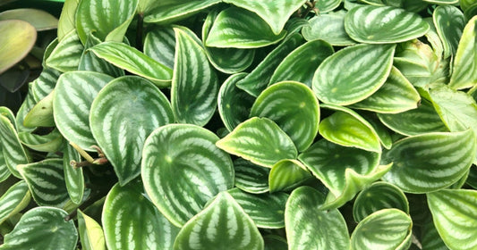 Close-up of Peperomia Watermelon leaves with silver and green stripes
