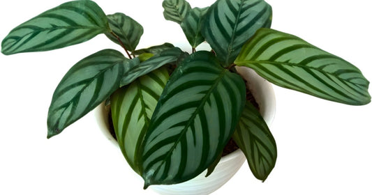 Calathea with striped green leaves in a white pot