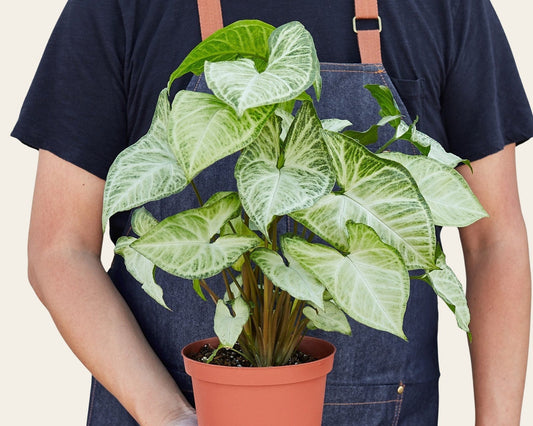 Hand holding a full Syngonium White Butterfly in a terracotta nursery pot, pale green arrowhead leaves with cream veining