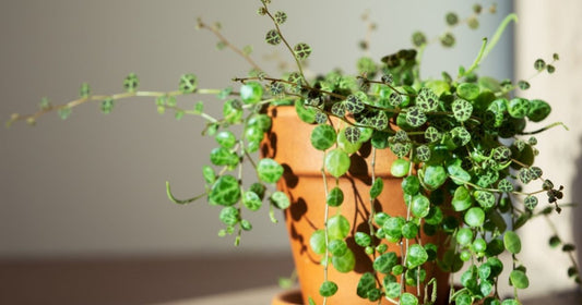 String of Turtles trailing from a terracotta pot
