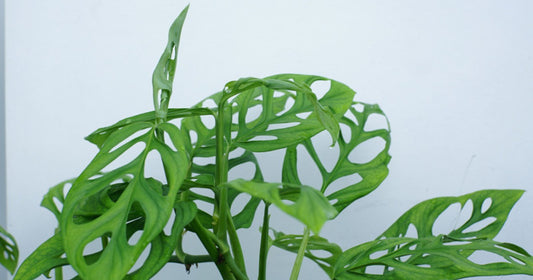 Monstera Adansonii leaves with natural fenestrations in bright indirect light