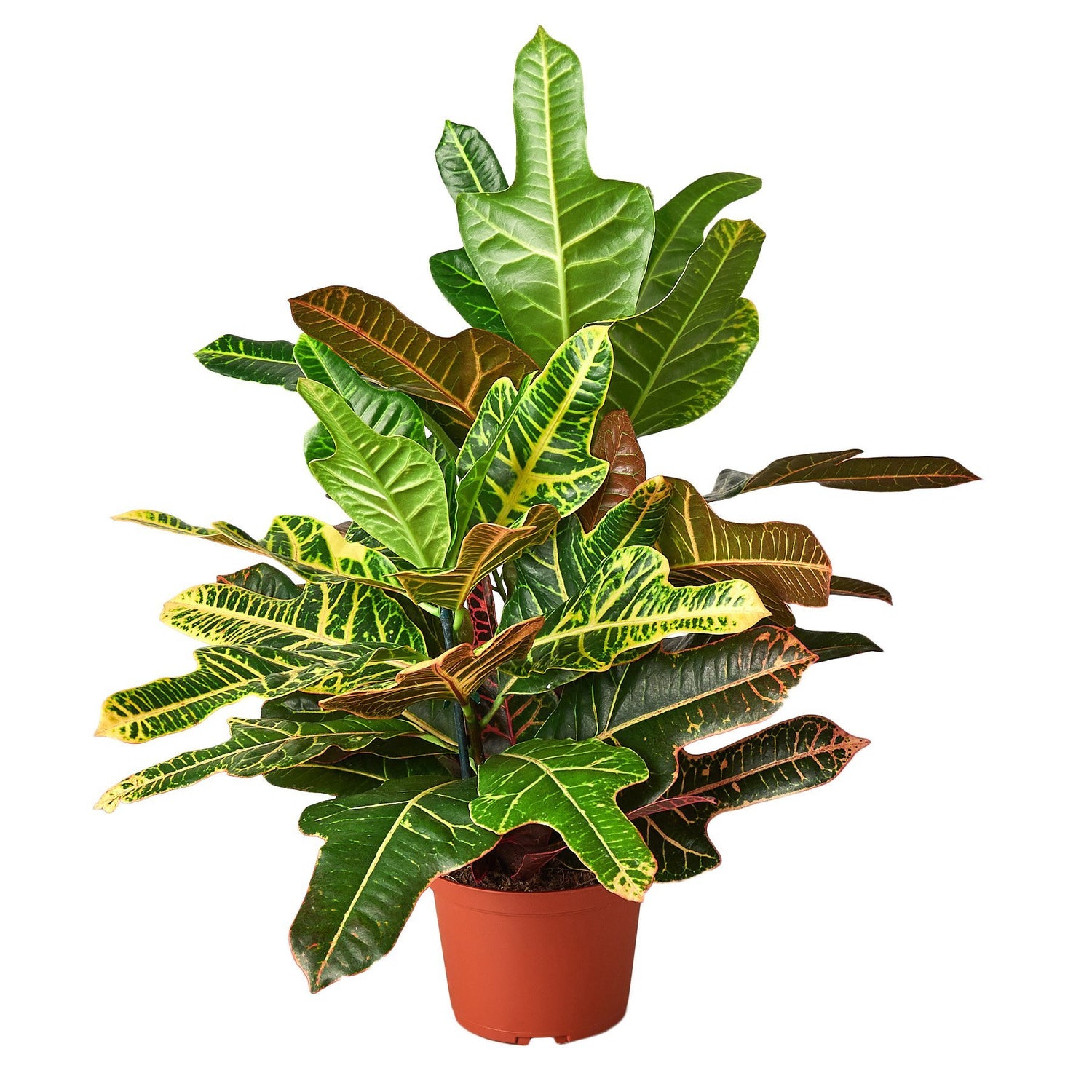 Crotons