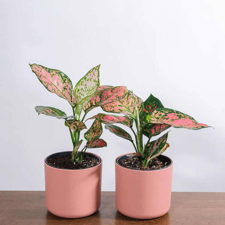 Pink Collection