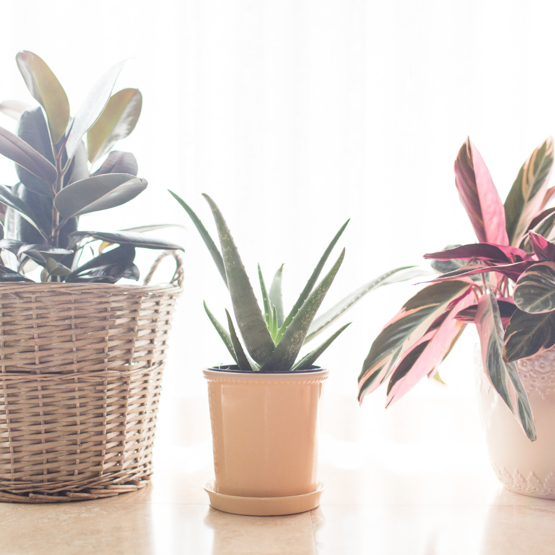 Houseplant Bundles