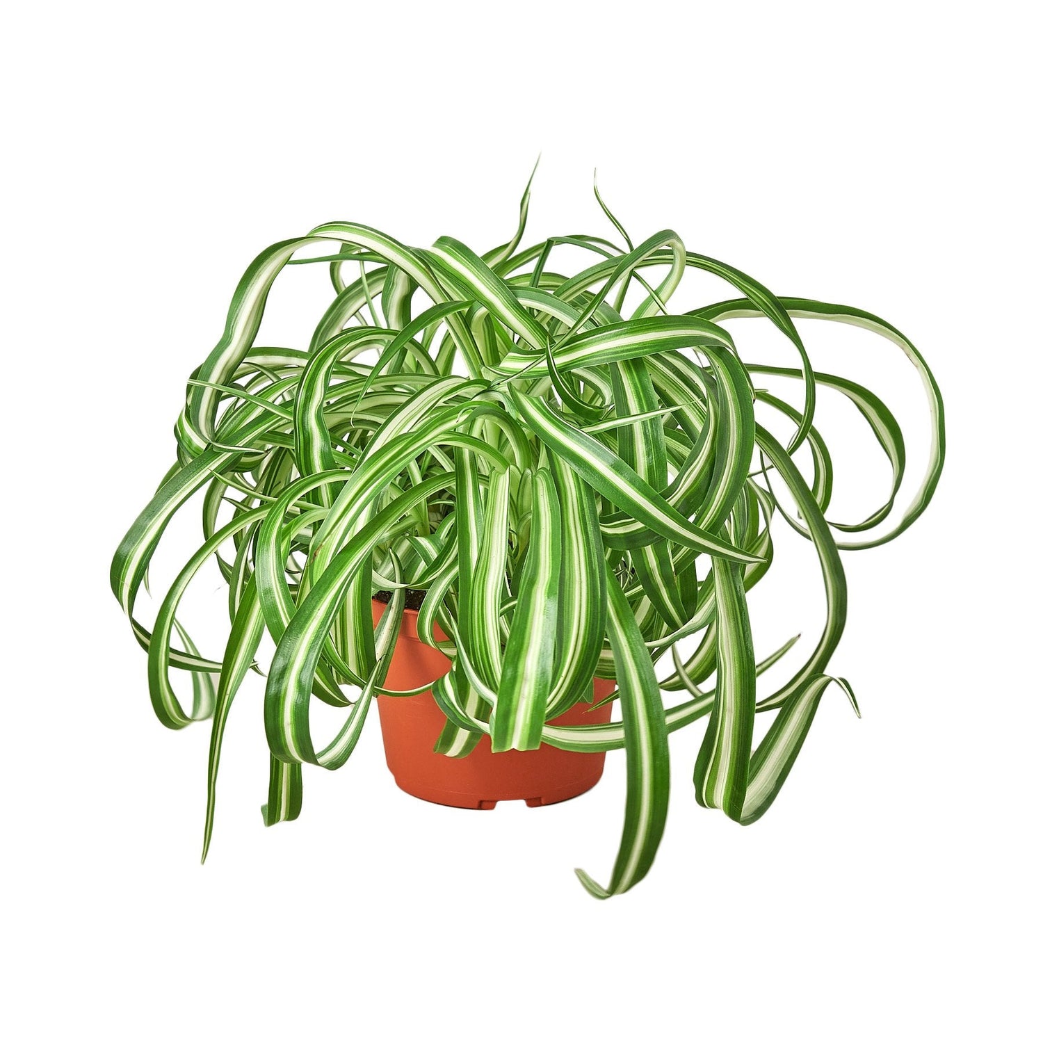 Spider Plants