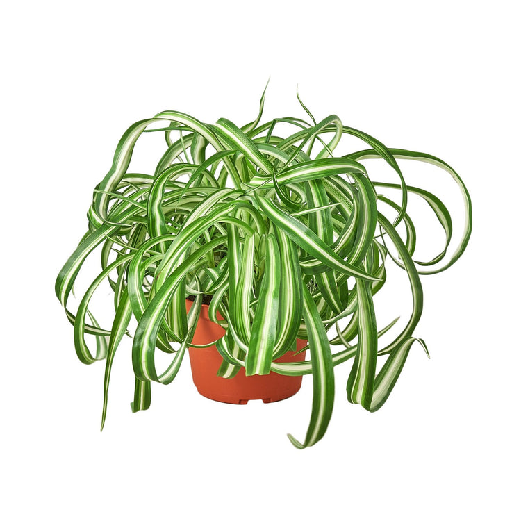 Spider Plants