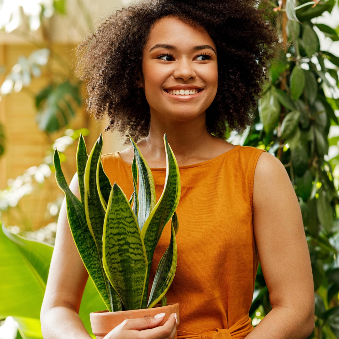 Snake Plants