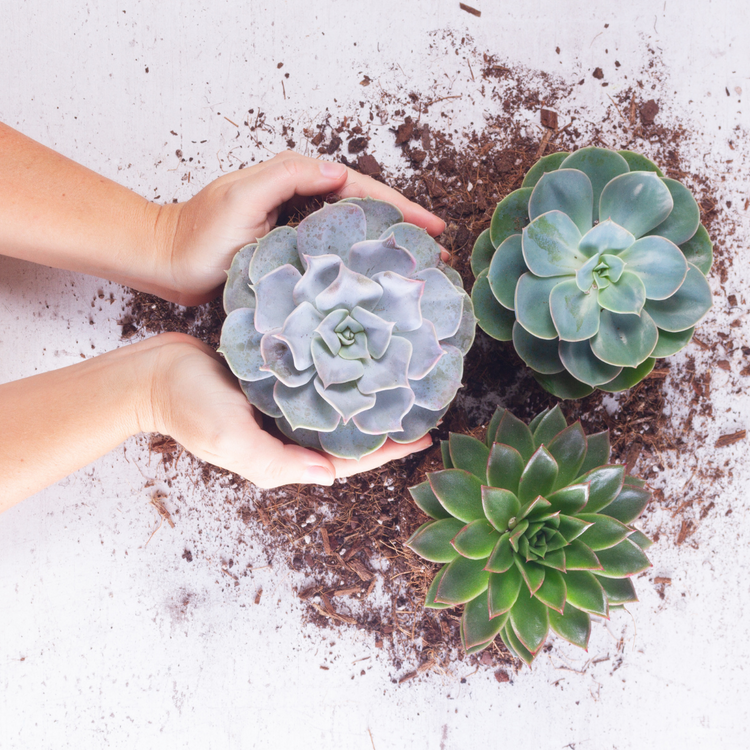 Succulents & Cacti