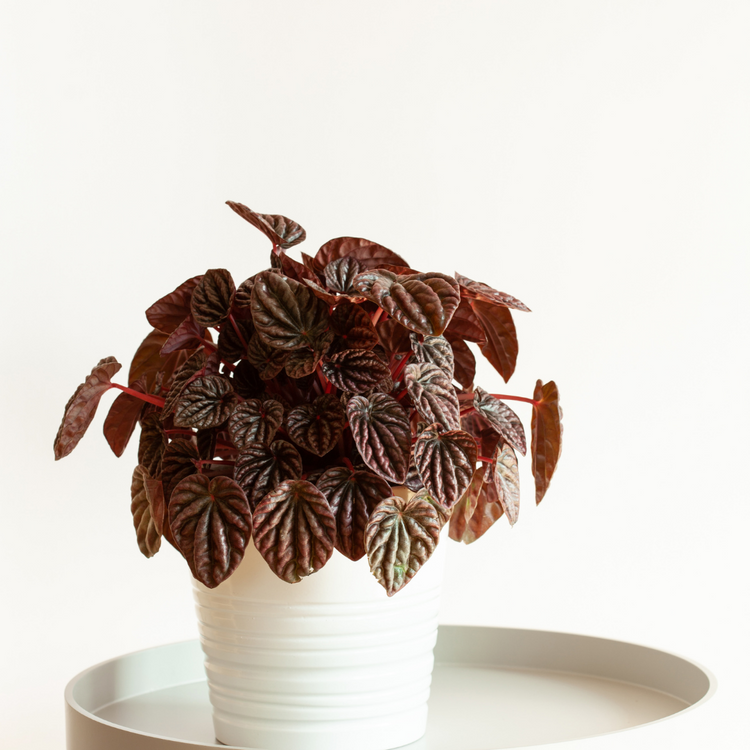 Peperomia