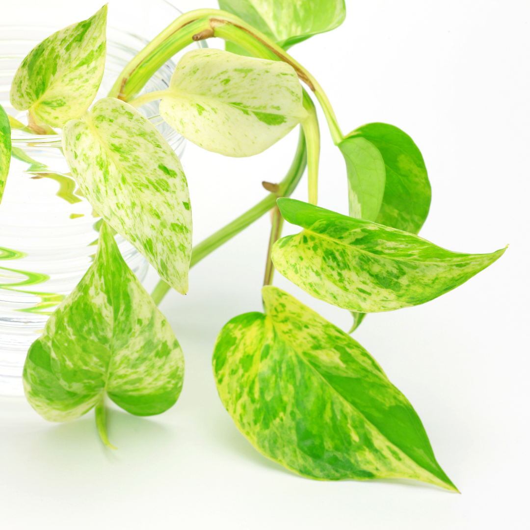 Pothos