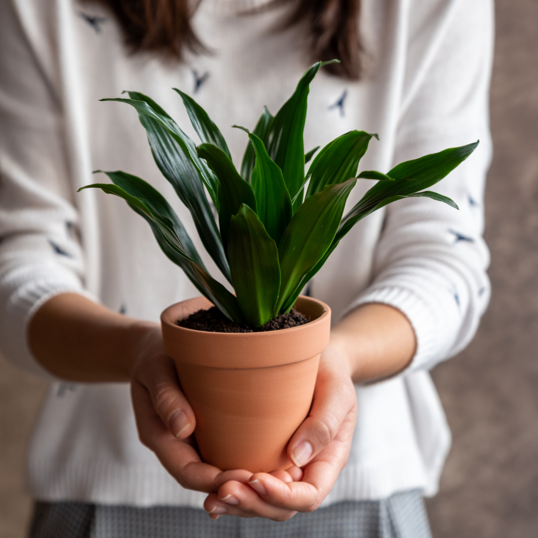 Low-Light Plants