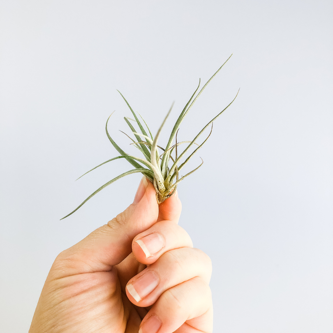 Air Plants