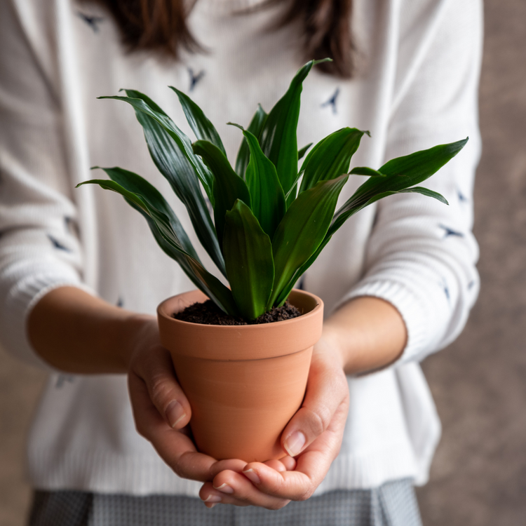 Dracaena