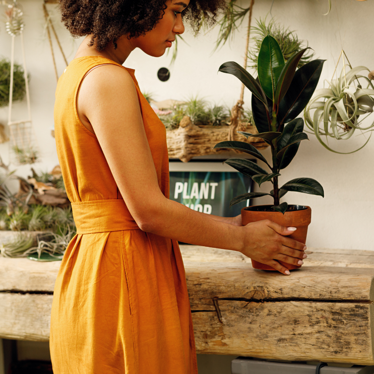Ferns & Ficus