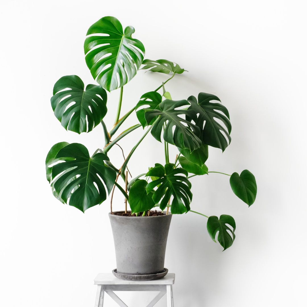 Air Purifying Plants