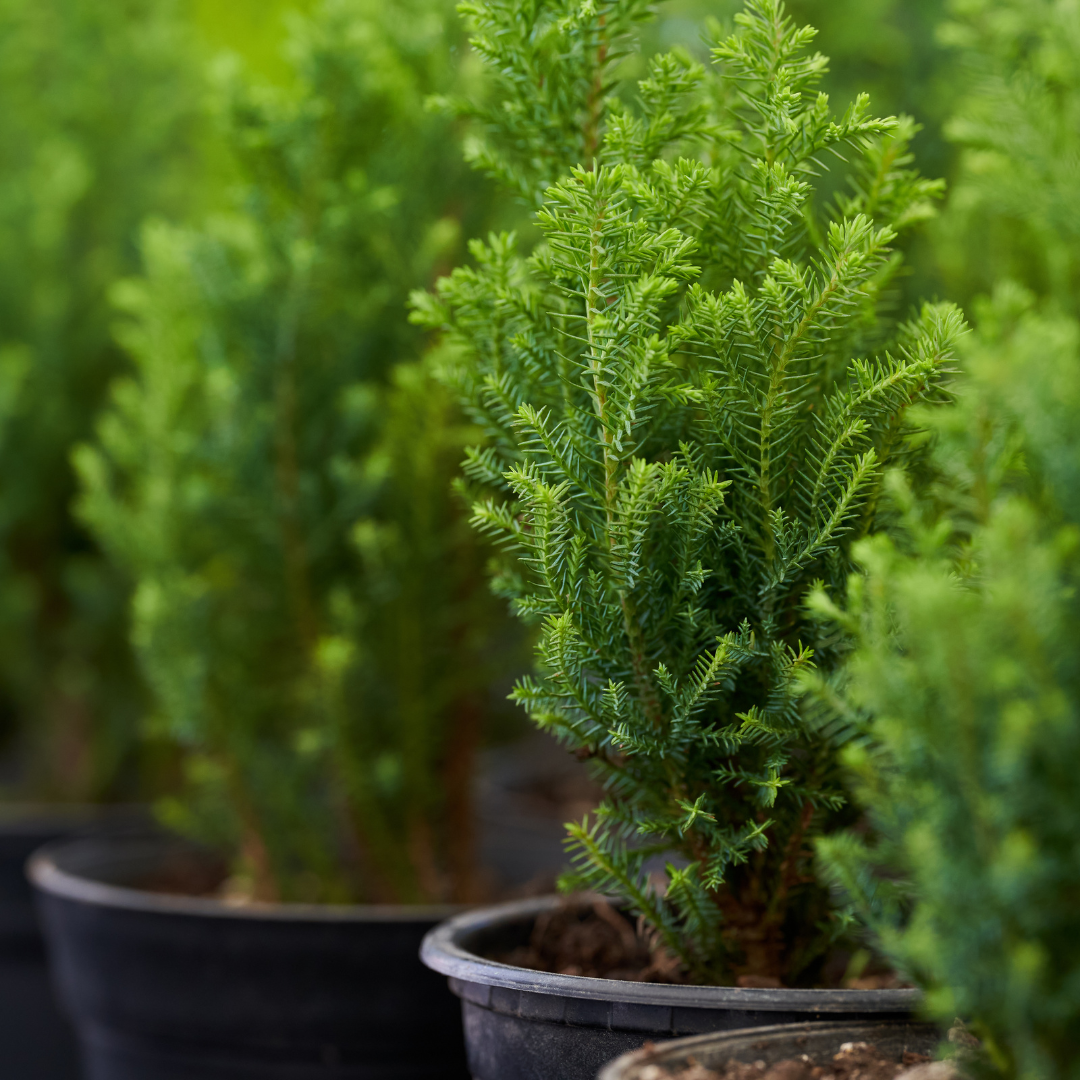 Winter Houseplants | Indoor Plants for Cold Months