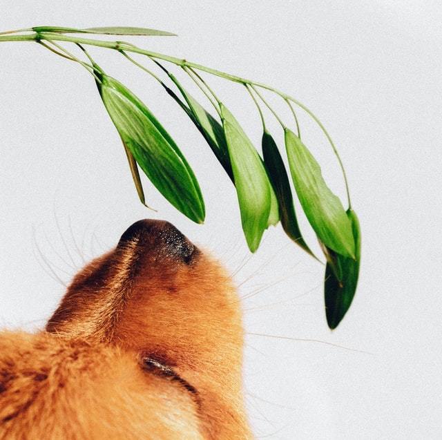 Pet Friendly Houseplants