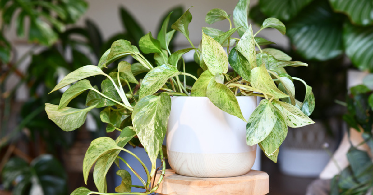 Pothos plant with yellowing leaves - common causes and fixes