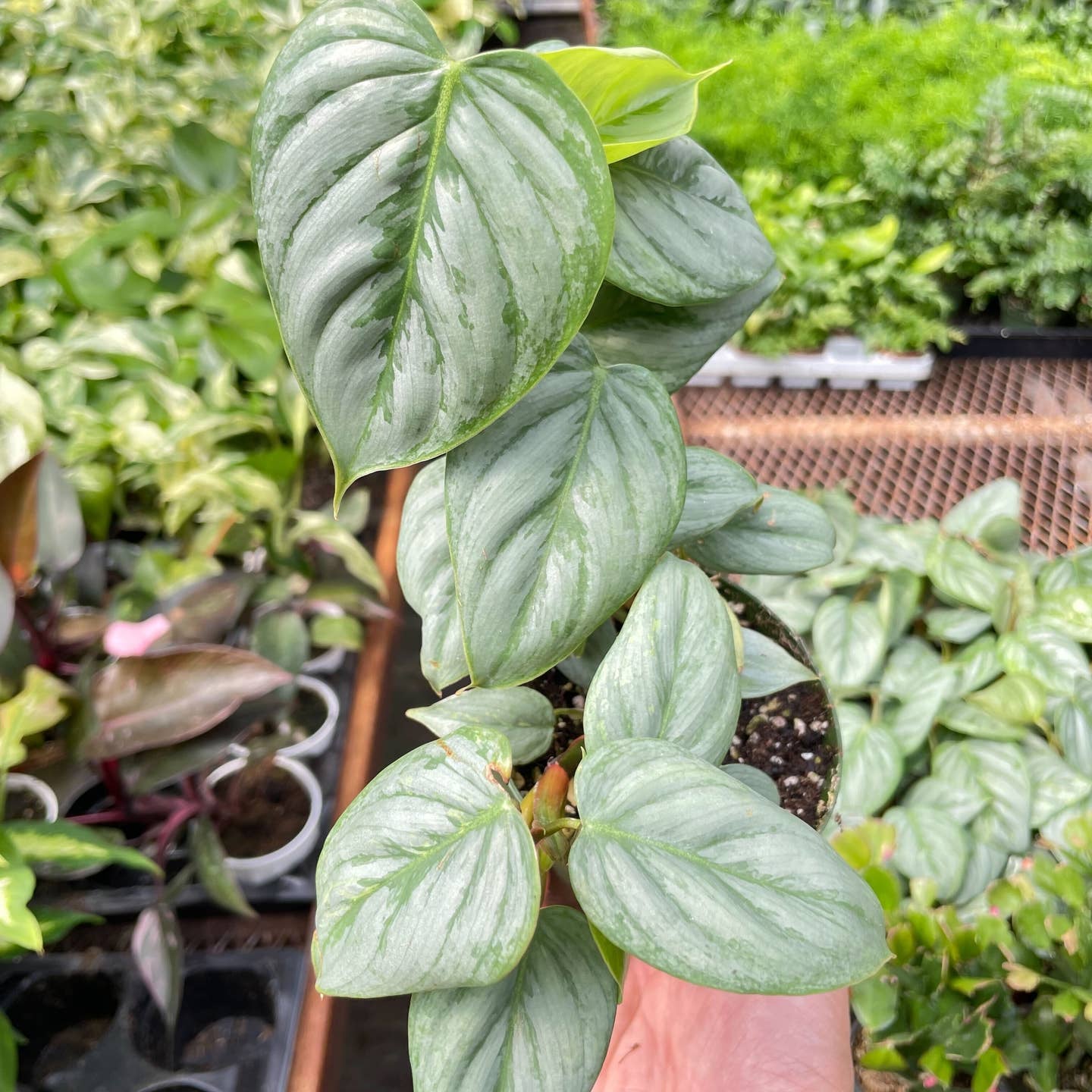 Philodendron 'Brandi'