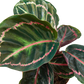 Calathea 'Dottie'