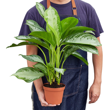 Chinese Evergreen 'Silver Bay'