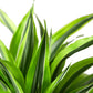 Dracaena Lemon Lime indoor plant