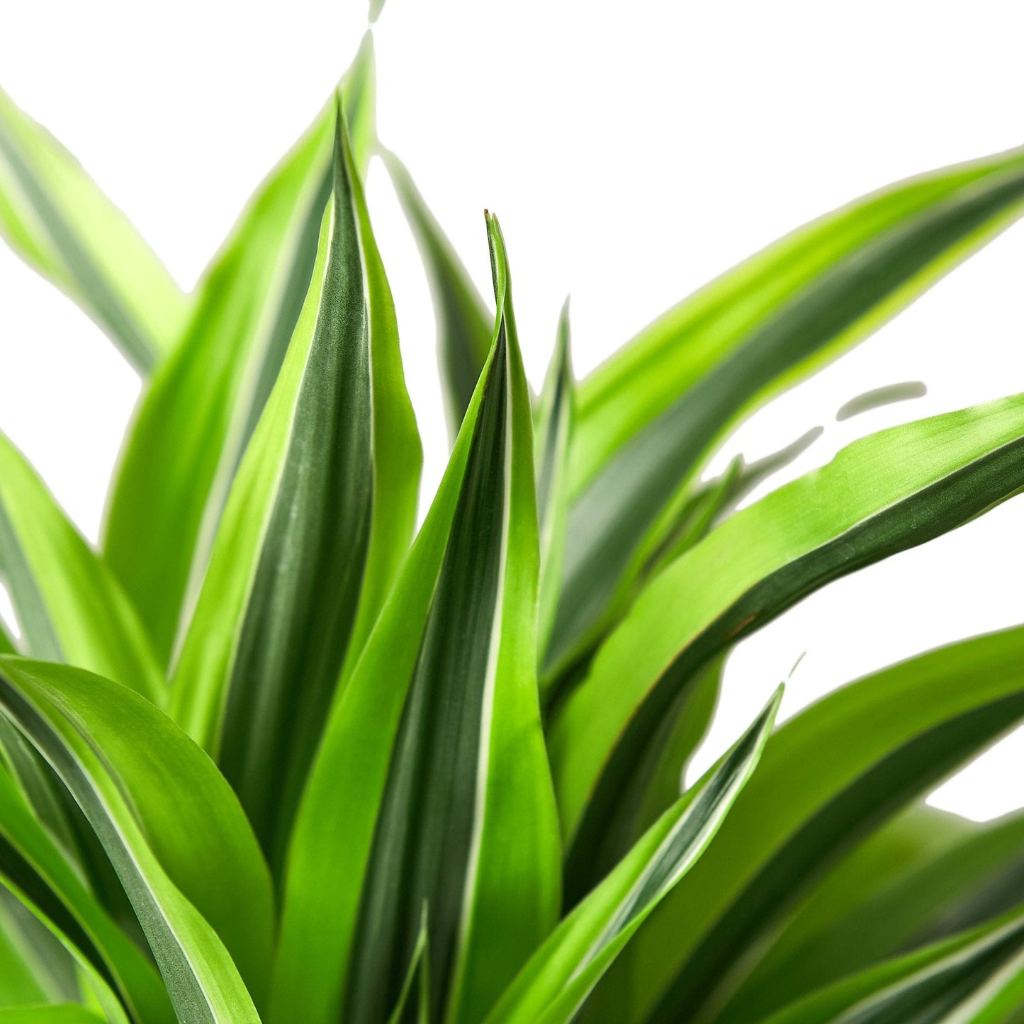 Dracaena Lemon Lime indoor plant