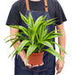 Dracaena Lemon Lime indoor plant