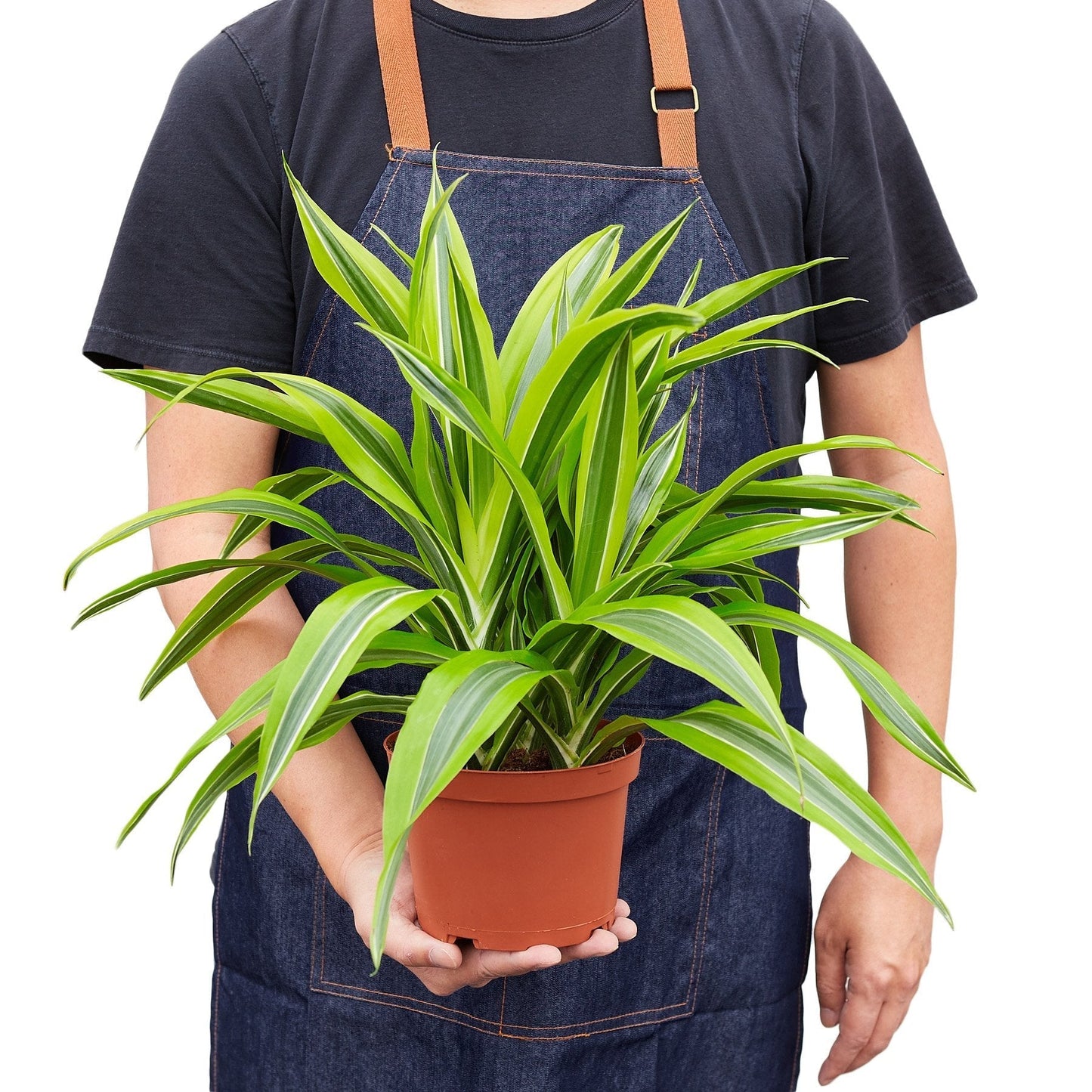 Dracaena Lemon Lime indoor plant