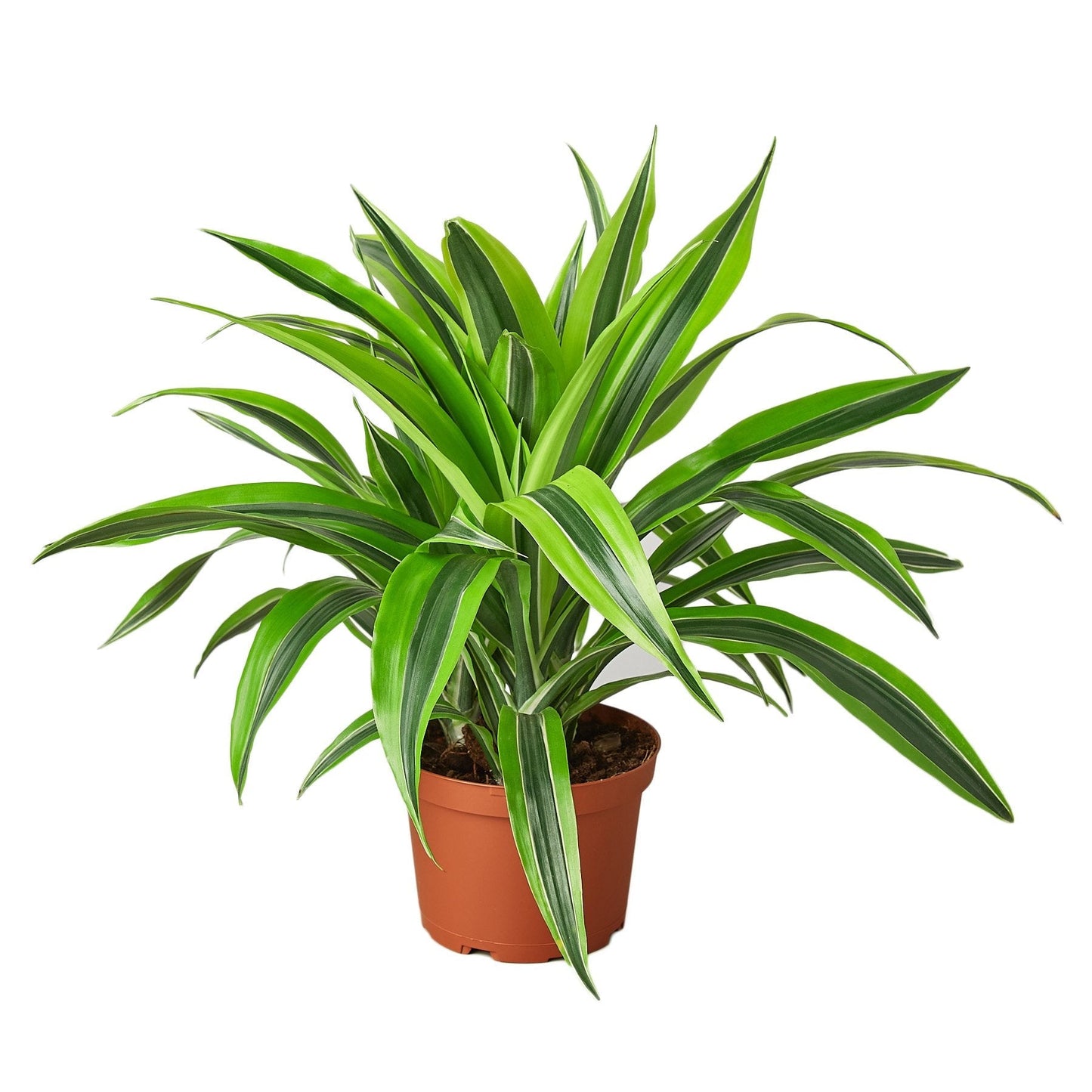 Dracaena Lemon Lime indoor plant