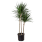 Dracaena 'Marginata Cane'