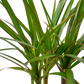 Dracaena 'Marginata Cane'