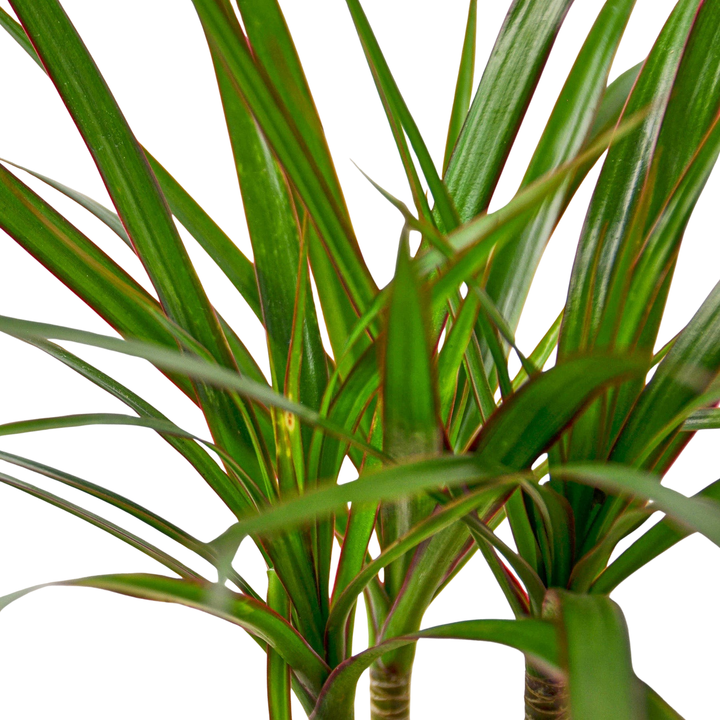 Dracaena 'Marginata Cane'