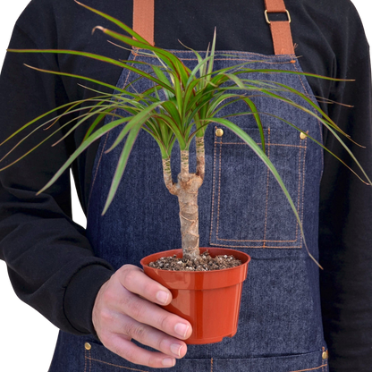 Dracaena 'Marginata Cane'