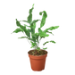 Velvet Forest indoor plant