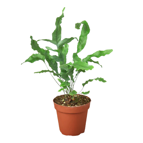 Velvet Forest indoor plant