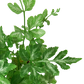 Fern 'Silver Lace'