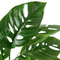 Monstera Adansonii Swiss Cheese indoor plant