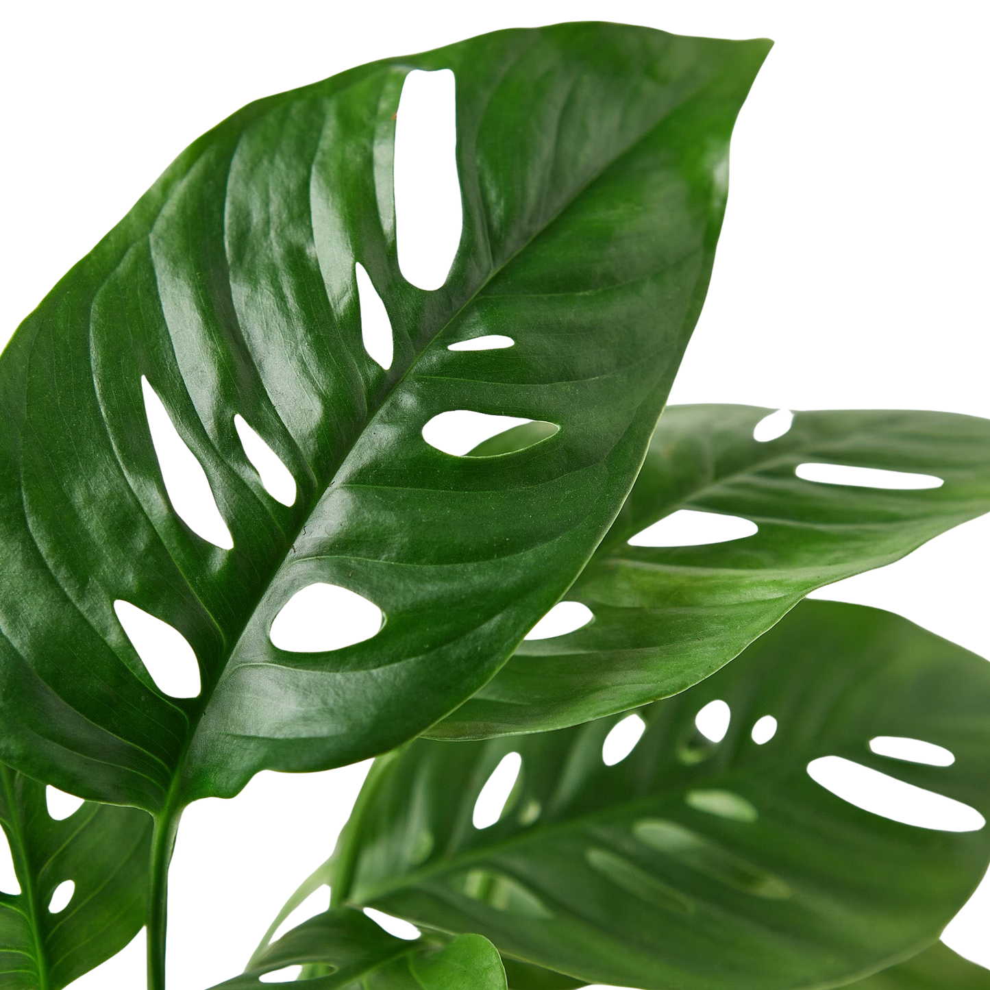 Monstera Adansonii Swiss Cheese indoor plant