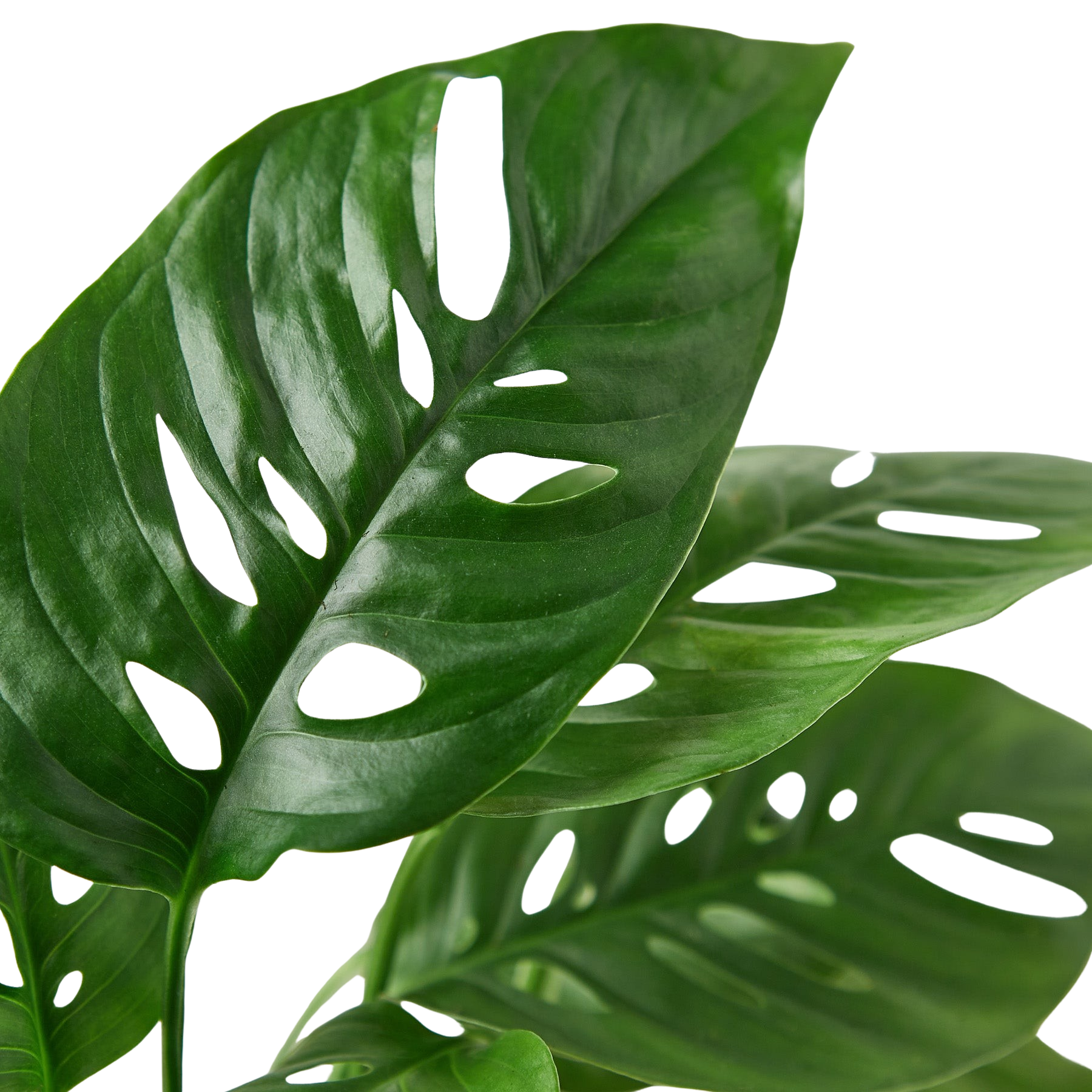 Monstera Adansonii Swiss Cheese indoor plant